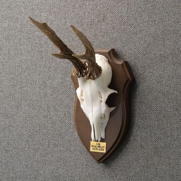 Reebok Gewei Taxidermie Opgezette Dieren By Max, Ophalen of Verzenden, Nieuw, Wild dier, Opgezet dier