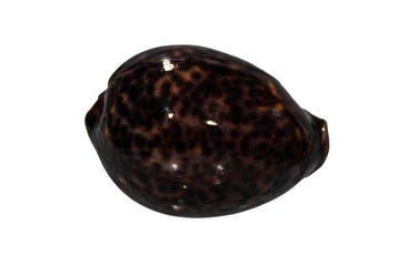 Donkere tijgerkauri: Cypraea tigris f. donkere vorm (95 mm), Verzamelen, Nieuw