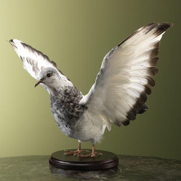 Duif Taxidermie Opgezette Dieren By Max, Ophalen of Verzenden, Opgezet dier