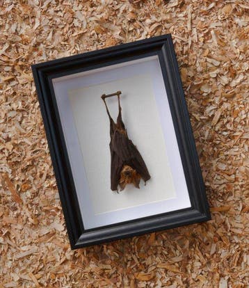 Painted Vesper Bat - framed Taxidermie volledige montage -