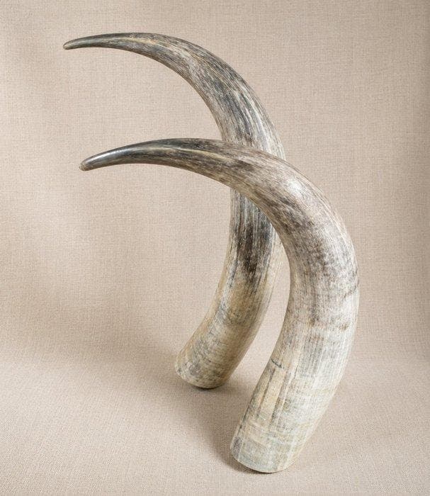 zebu Hoorns - Bos indicus - 85 cm - 30 cm - 15 cm-, Antiek en Kunst, Curiosa en Brocante