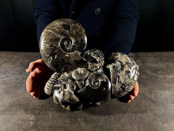 Indrukwekkend Albiaans blok - Gefossiliseerd dier - 24.5 cm