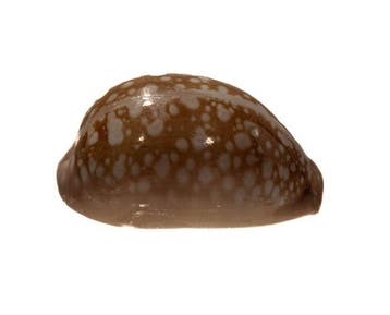 Cypraea nivosa (Schnee-Kauri) – Extreem zeldzame rariteit in, Verzamelen, Nieuw