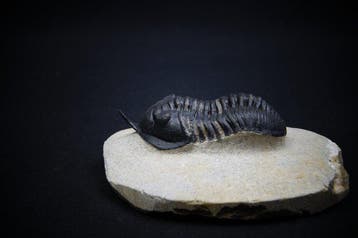 Trilobiet - Gefossiliseerd dier - Morocconites malladoides