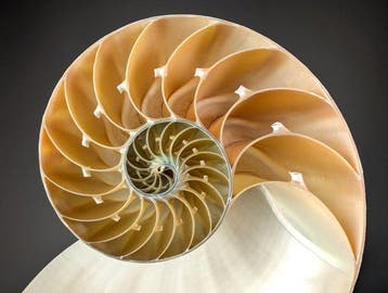 Prachtige doorsneden kamernautilus (EU-bieders alleen), Verzamelen, Nieuw