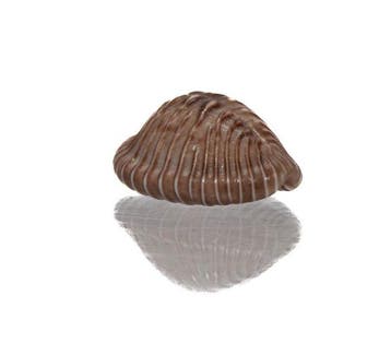 Pusula radians (20 mm) - TAILLE GÉANTE - GEM parfait Rare, Collections