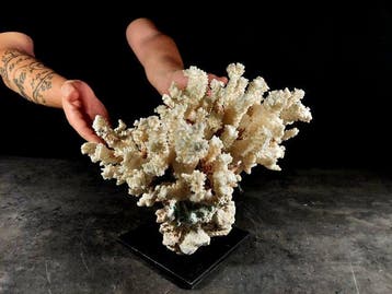 Belangrijke vertakking van Pocillopora-koraal Taxidermie, Nieuw