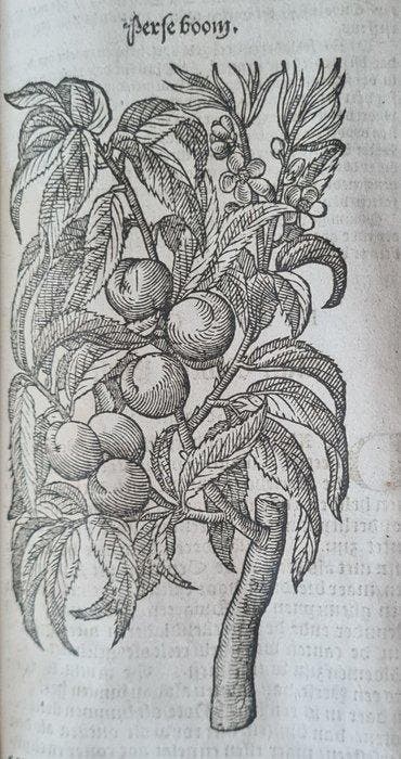 Rembertus Dodonaeus - Cruydt-Boeck - 1608, Antiek en Kunst, Antiek | Boeken en Manuscripten