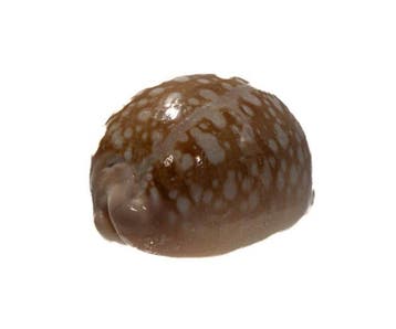 Cypraea nivosa (Schnee-Kauri) – Extreem zeldzame rariteit in, Nieuw
