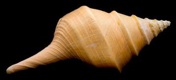 Australische reuzen-trompet Zeeschelp - Syrinx aruanus, Collections