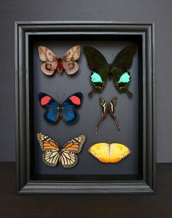 Vlinder Taxidermie volledige montage - Phoebis philea x, Antiquités & Art, Curiosités & Brocante