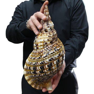 Grande trompette de Triton de meilleure qualité Coquillage, Nieuw