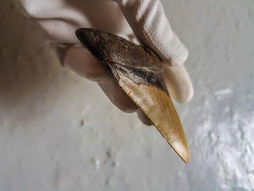 Megalodon - Fossiele tand - 9.8 cm - 8 cm