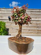 Berberis bonsaï dans une belle coupe à bonsaï - Hauteur