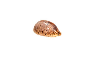 Cauris du lynx (Cypraea lynx f. vanelli) – Variante de, Nieuw