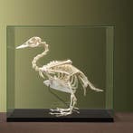 Muskuseend Skelet Taxidermie Opgezette Dieren By Max, Ophalen of Verzenden, Opgezet dier