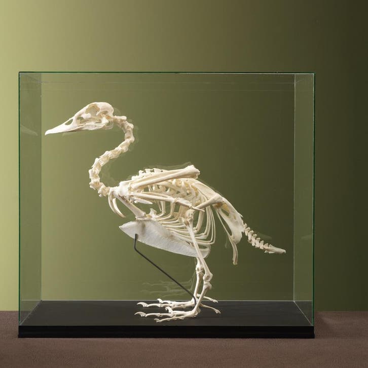 Muskuseend Skelet Taxidermie Opgezette Dieren By Max, Collections, Collections Animaux, Enlèvement ou Envoi