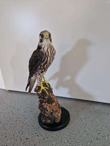 Valk Taxidermie volledige montage - Falco peregrinus - 47 cm, Nieuw