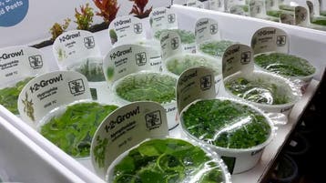 Tropica Plantenset 12x 1-2-grow!, Verzenden, Nieuw