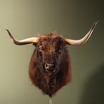 Schotse Hooglander Taxidermie Opgezette Dieren By Max, Ophalen of Verzenden, Opgezet dier