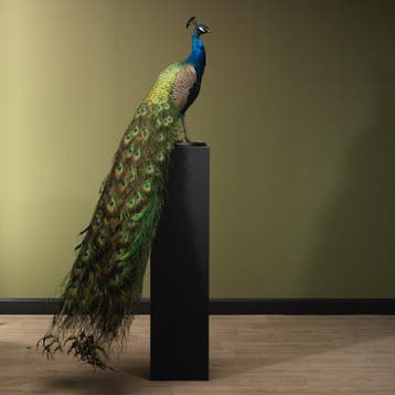 Blauwe Pauw Taxidermie Opgezette Dieren By Max, Ophalen of Verzenden, Nieuw, Vogel, Opgezet dier