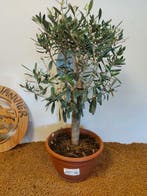 Olijf bonsai (Olea europaea) - Hoogte (boom): 60 cm - Diepte