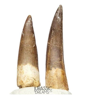 Set van 2 grote Zarafasaura oceanis (Elasmosaur)