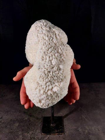corallo kom Taxidermie volledige montage - Halomitra pileus, Nieuw
