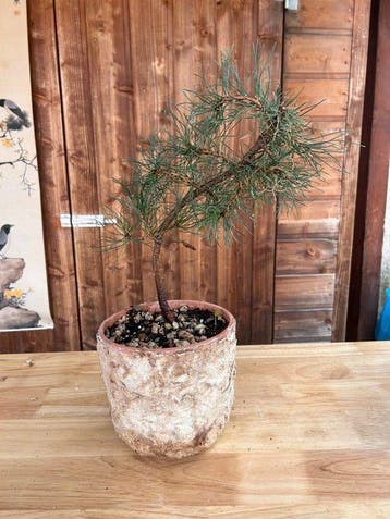 Den bonsai (Pinus) - Hoogte (boom): 40 cm - Diepte (boom):