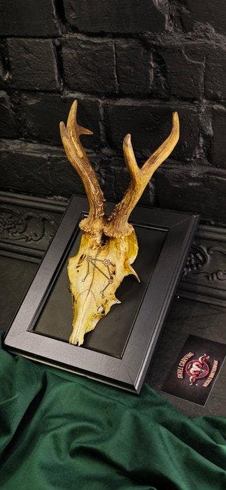 Ree Gesneden schedel - Caproleus caproleus - 15 cm - 11 cm -