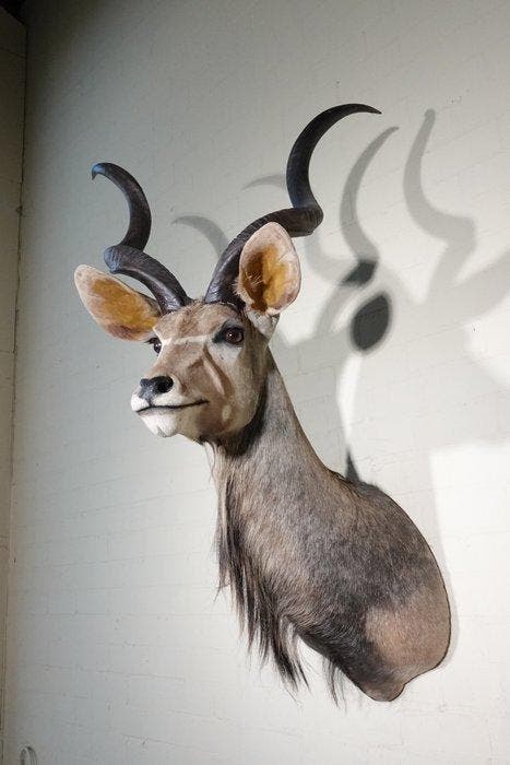 Greater Kudu Shoulder-mount - Schedel - Tragelaphus, Collections, Collections Animaux
