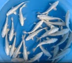 Sakazume 21-23cm (Japanse Koi), Ophalen of Verzenden, Nieuw