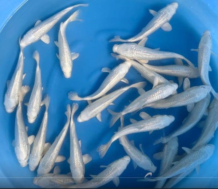 Sakazume 21-23cm (Japanse Koi), Jardin & Terrasse, Étangs, Enlèvement ou Envoi