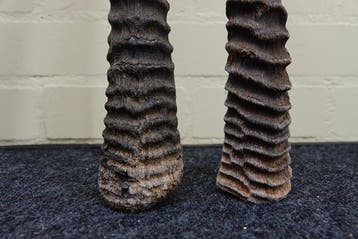 Gemsbok Hoorns - Oryx gazella - 3 cm - 3 cm - 100 cm-, Verzamelen, Dierenverzamelingen, Nieuw