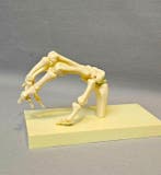 Anatomisch model - Hoogwaardig kunststof - 1970-1980