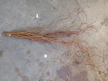 Kronkelwilg lange paastakken ca. 110 cm bundel, Nieuw