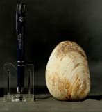 Grote schelp met een mooie staat van behoud aan beide