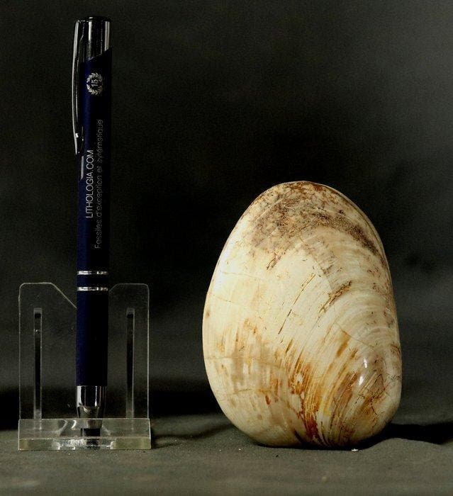 Grote schelp met een mooie staat van behoud aan beide, Verzamelen, Mineralen en Fossielen