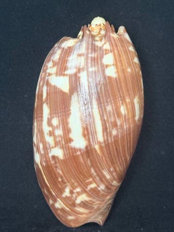 Zeeslak Zeeschelp - S-340 MELO AMPHORA (Zonder minimumprijs)