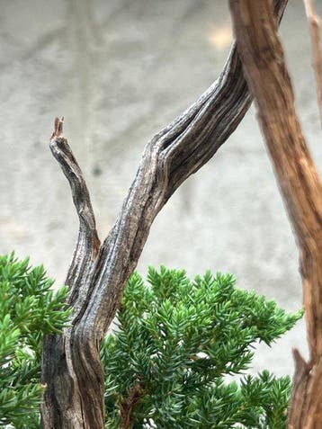 Jeneverbes bonsai (Juniperus) - Hoogte (boom): 36 cm -