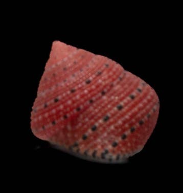 uiterst zeldzaam ! - Erdbeerschnecke  Skelet - Clanculus, Antiek en Kunst