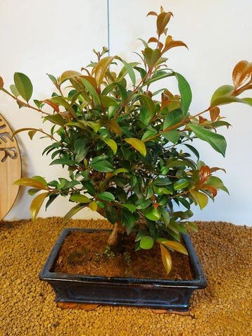 Bonsaï Figuier (Ficus) - Hauteur (arbre) : 40 cm -