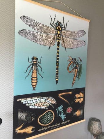 Tina Christensen - Schoolplaat poster “ Libelle ,