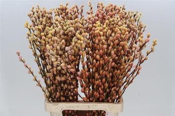 Katjeswilg gekleurde wilgenkatjes salix sunshine/oranje