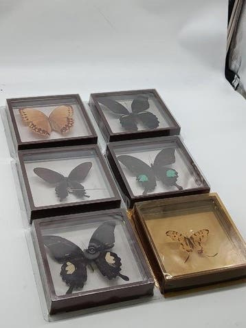 Vlinder Taxidermie volledige montage - Papilio Protenor,