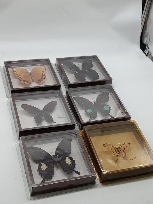 Vlinder Taxidermie volledige montage - Papilio Protenor,, Antiek en Kunst, Curiosa en Brocante