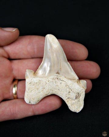 Requin - Dent fossile - Otodus Obliquus (Sans prix de