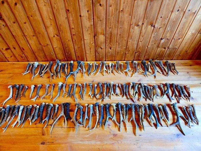 Reebok Taxidermie volledige montage - Capreolus capreolus -, Verzamelen, Dierenverzamelingen