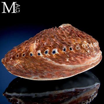 Parelmoeren schelp - Haliotis midae – Zeeschelp - South