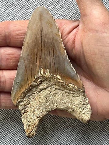 Megalodons tand 11,1 cm - Fossiele tand - Carcharocles, Collections